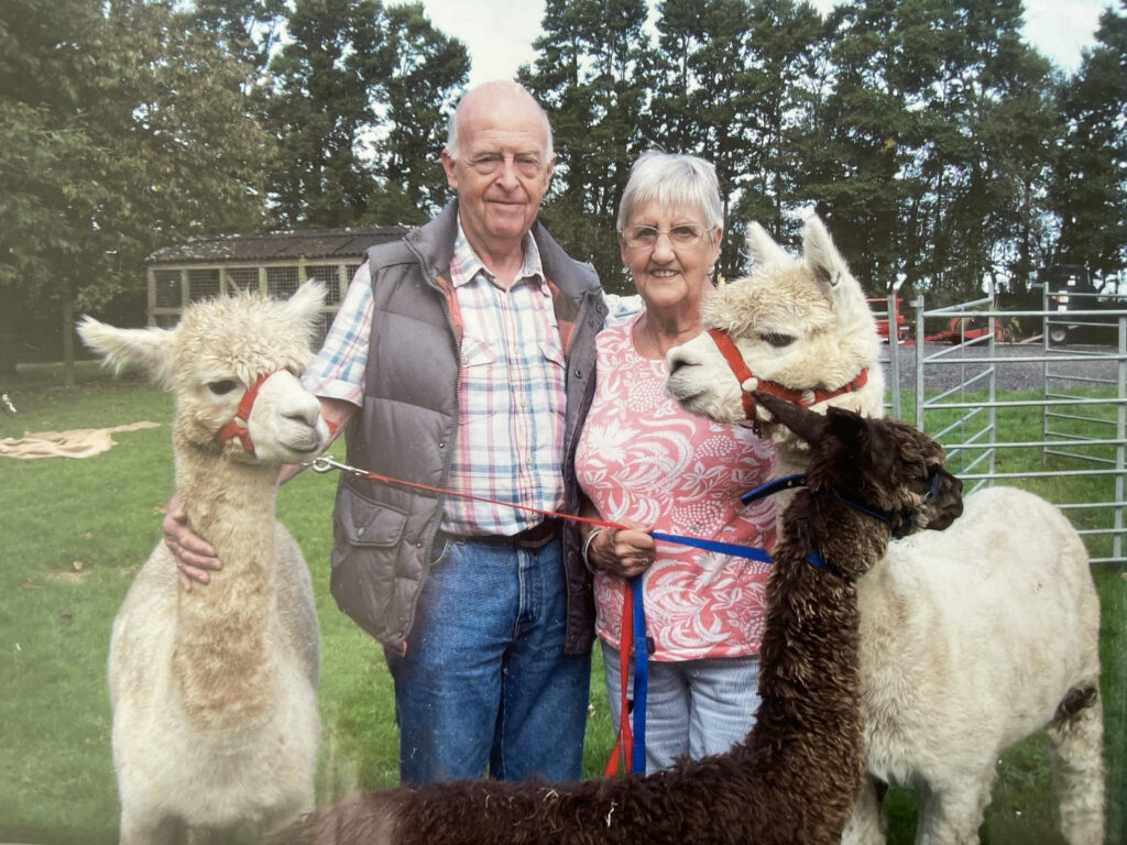 Older couple with alpacas on leads